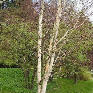 Arboretum - jaro