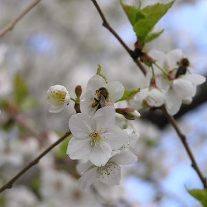 Arboretum - jaro