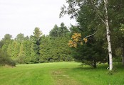 V arboretu