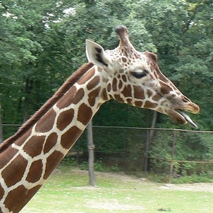 ZOO Brno
