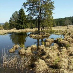 Mokřady pod Vlčkem