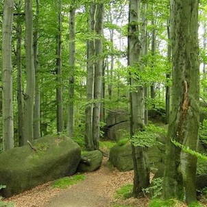 NPR Jizerskohorské bučiny