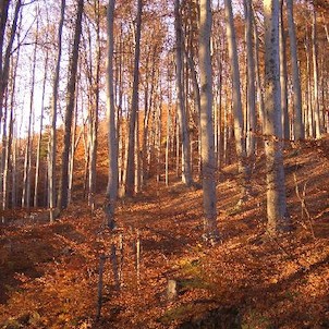 v rezervaci