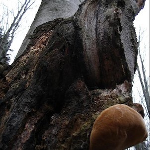 Čerňavina