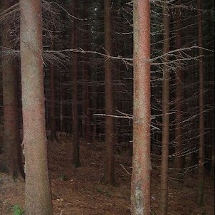 Čerňavina