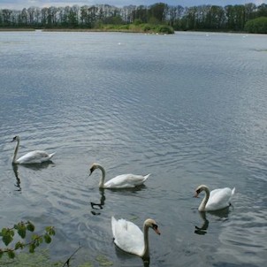Horní bartošovický rybník