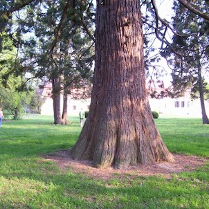 sekvoja