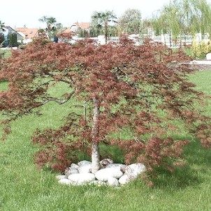 Jaro v arboretu