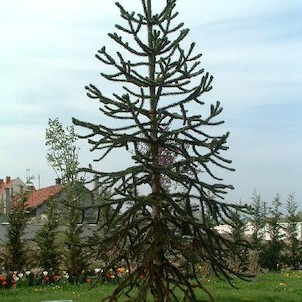Jaro v arboretu