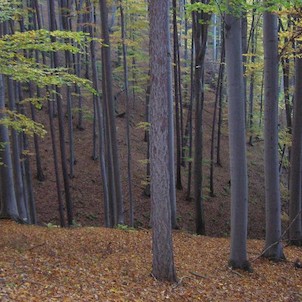 Bukoveček, Rezervace