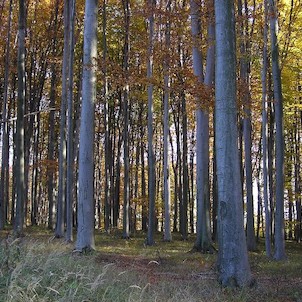 Dvorčák, Rezervace