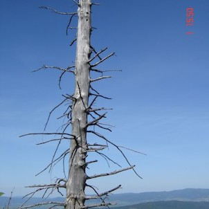 suchár