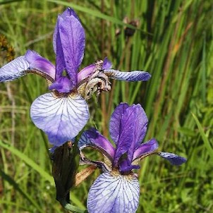 Iris sibirica, Detail kosatca sibirského z Hostovických lúk