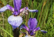 Iris sibirica, Detail kosatca sibirského z Hostovických lúk