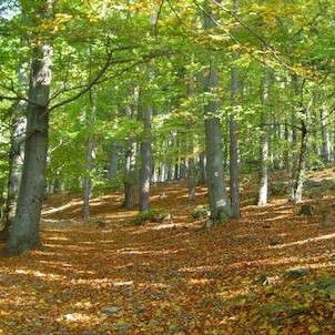 Bučina v PR Velký Blaník