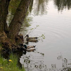 Průhonice 40