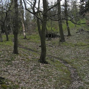 cesta na Hradiště, les pod vrcholem