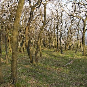 Hradiště, les na vrcholu
