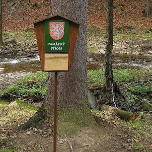Prunéřovské údolí, cedulka u památných smrků