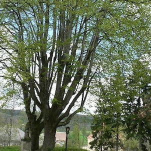 Konojedy