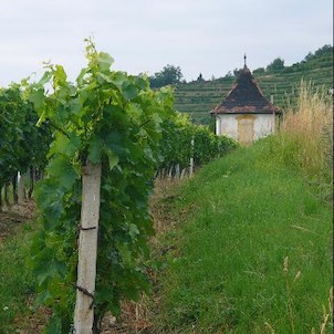 Ve vinici