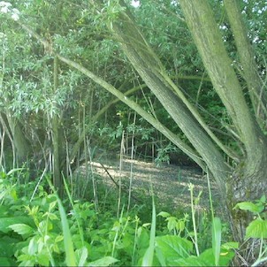 Stonáč